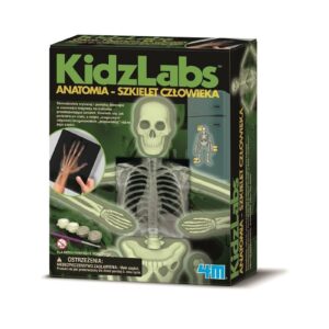 SZKIELET CZŁOWIEKA anatomia zestaw naukowy