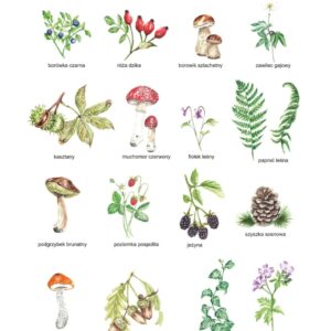Plakat edukacyjny Przyroda w lesie