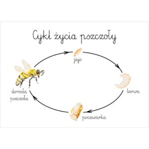 Plakat edukacyjny Cykl życia pszczoły A3