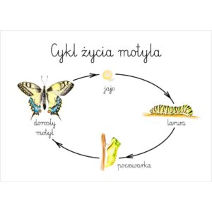 Plakat edukacyjny Cykl życia motyla A3