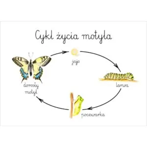 Plakat edukacyjny Cykl życia motyla A3