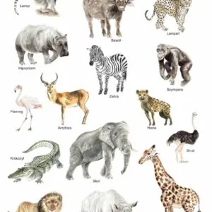 Plakat edukacyjny Zwierzęta Afryki