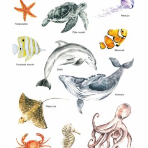 Plakat edukacyjny Zwierzęta mórz i oceanów