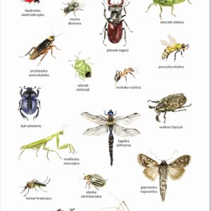 Plakat edukacyjny Owady