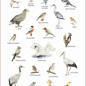 Plakat edukacyjny Ptaki