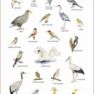 Plakat edukacyjny Ptaki