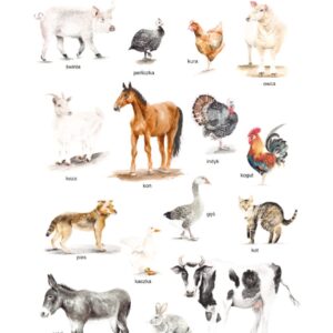 Plakat edukacyjny Zwierzęta wiejskie