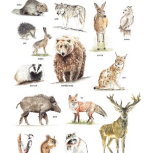 Plakat edukacyjny Zwierzęta leśne