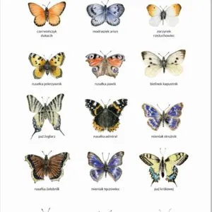 Plakat edukacyjny Motyle