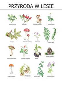 Plakat edukacyjny Przyroda w lesie