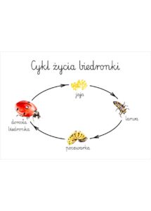 Plakat edukacyjny Cykl życia biedronki A3