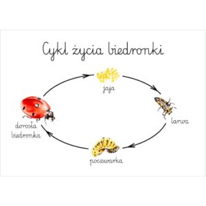 Plakat edukacyjny Cykl życia biedronki A3