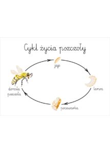 Plakat edukacyjny Cykl życia pszczoły A3