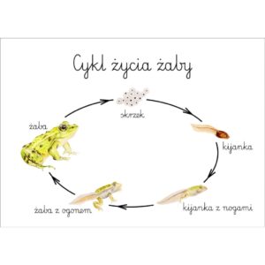 Plakat edukacyjny Cykl życia żaby A3