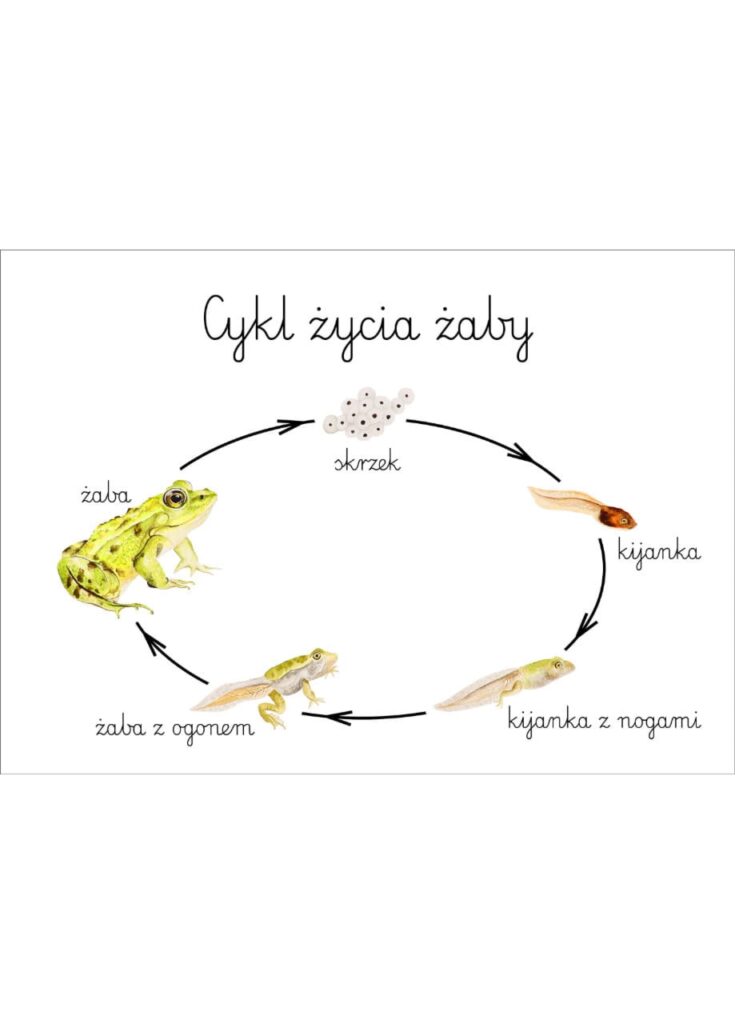 Plakat edukacyjny Cykl życia żaby A3