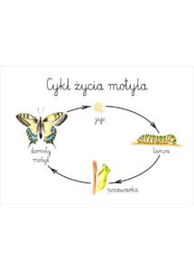 Plakat edukacyjny Cykl życia motyla A3
