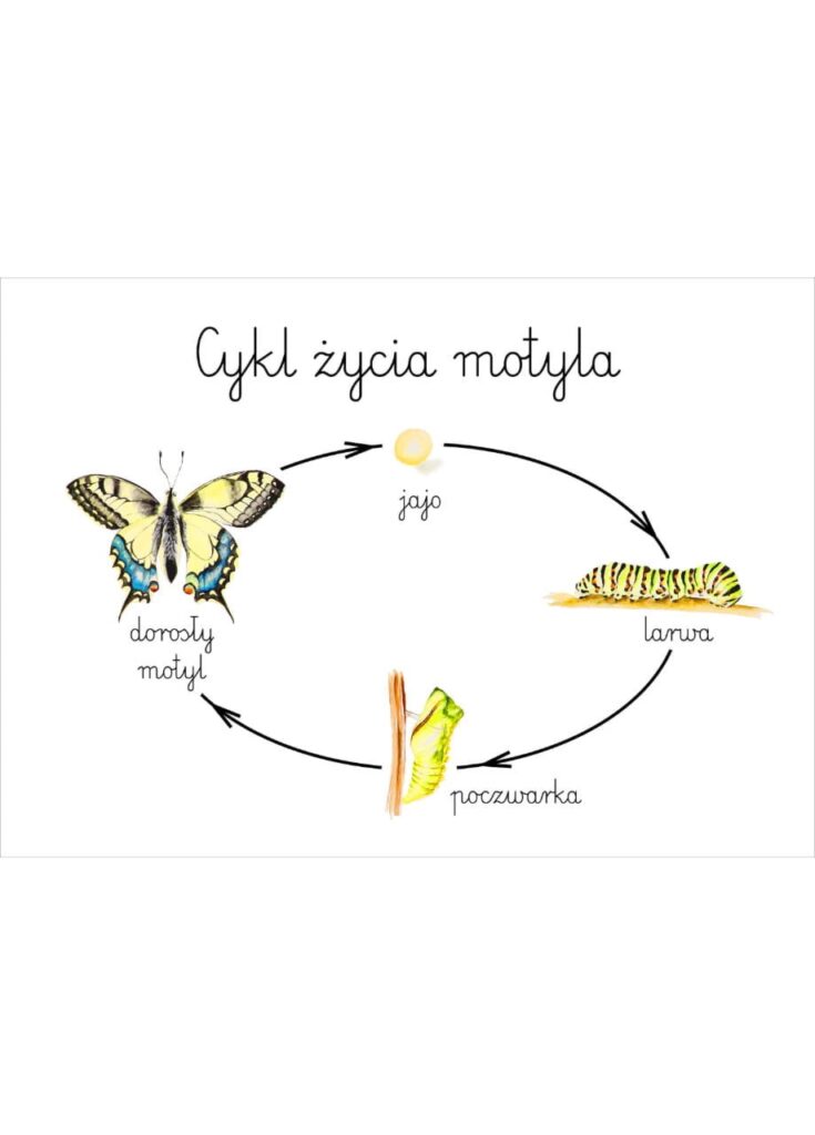 Plakat edukacyjny Cykl życia motyla A3